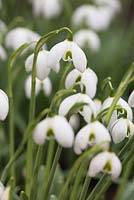 Galanthus 'Dionysus' - Greatorex Double -  Snowdrop