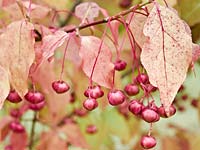 Euonymus planipes 'Sancho' in September
