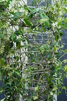 Trachelospermum jasminoides on a cylinder support with night lights.  Alitex Ltd, trade stand at The Chelsea Flower Show 2013