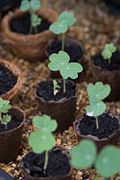 Tropaeolum - nasturtiums seedlings in biodegradeable fibre pots in a gravel filled tray in display greenhouse at RHS Chelsea Flower Show 2013