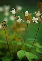 Epimedium x youngianum 'Niveum' AGM. Harvey's Garden Plants, Suffolk