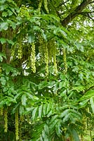 Pterocarya fraxinifolia. 