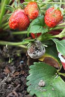 Botrytis cinerea - Grey mould on strawberry