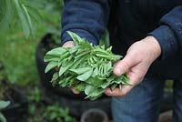 Growing broad beans, the growing tips from broad beans can be cooked and eaten like spinach