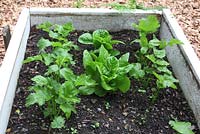 Intercropping - quick growing lettuce with slow growing parsnips