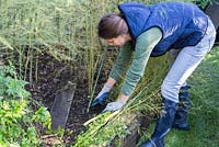 Cutting back Asparagus to ground level