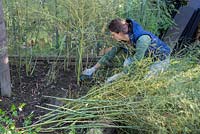 Cutting back Asparagus to ground level.