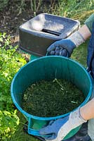 Bucket of shredded Asparagus cuttings, ready for the compost heap.