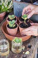 Potting on cuttings of Coleus Canina Green - Scaredy Cat