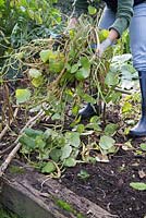 Clearing vegetable patch, making room for new plants. Removing runner beans and stakes