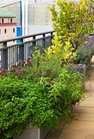 Container with herbs and a lemon tree with Chelsea football ground in the background 