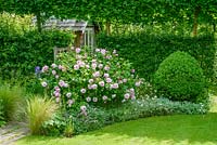 Rosa 'Fantin-Latour' in a border beside lawn with hawthorn hedge behind.