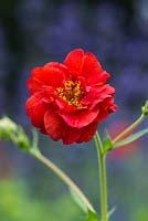 Geum 'Mrs J. Bradshaw'