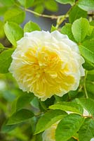 Rosa 'The Pilgrim'