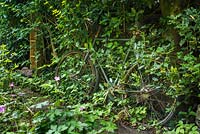 Old bicycle festooned with undergrowth