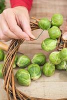 Adding Brussels to wreath