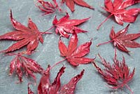 Acer palmatum covered in vaseline to preserve the leaves