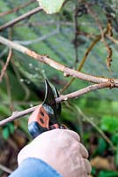 Pruning a Kiwi (Actinidia chinensis) 