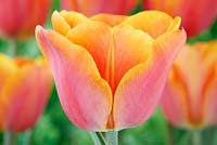 Tulipa  'Jimmy'  Tulip  Triumph Group  May