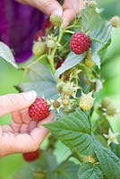 Woman picking raspberry 'Autumn Bliss'