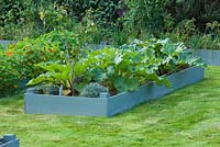 Raised, blue painted wooden beds planted with nasturtiums and rhubarb