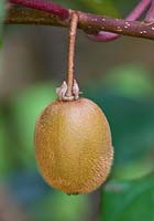 Actinidia chinensis 'Hayward' -  Kiwi