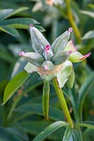 Paeonia lactiflora 'Cytherea' 