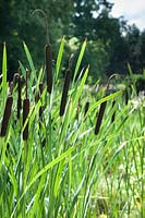 Acorus calamus - Sweet flag