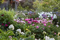 Peony garden backed by wooden fence. Paeonia Lactiflora  'Le Cygne', Paeonia lactiflora Hybride 'L'Etincelante' and  Allium 'Globemaster'