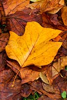 Close up of the autumn leaves of Liriodendron tulipifera (the tulip tree) lying on the ground. Wakehurst Place, Sussex