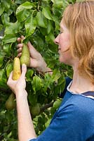 Lady picking pears, pear 'Conference'