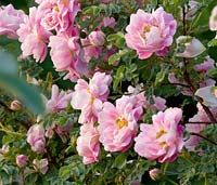 Rosa pimpinellifolia 'Marbled Pink'