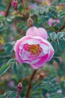 Rosa pimpinellifolia 'Falkland'