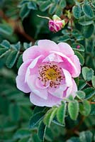 Rosa pimpinellifolia 'Falkland'