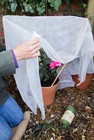 Winter protection. Materials needed for adding a cane supported fleece wrapping. Camellia x williamsii 'Anticipation'