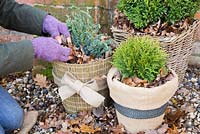 Winter protection. Plant pots wrapped with warm insulative material, filled with autumnal leaves to help insulate and keep warmth inside. Thuja occidentalis 'Danica', Juniperus squamata 'Blue Carpet' and Buxus