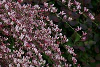 Cytisus x praecox  'Hollandia'