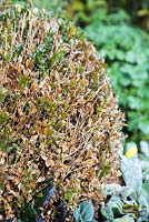 Buxus with Box Blight Cylindrocladium buxicola