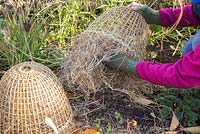 Winter protection. Cutting back Dahlia 'David Howard', covering with hand woven cloche and insulated with straw