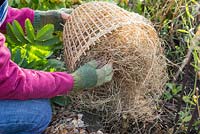 Winter protection. Cutting back Melianthus major, covering with hand woven cloche and insulated with straw