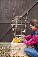 Winter protection. Wrapping base of Fig tree Ficus carica 'Brown Turkey' with hessian, filled with autumnal leaves for insulation and covered with Fleece to protect from frost.