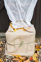 Winter protection. Wrapping base of Fig tree Ficus carica 'Brown Turkey' with hessian, filled with autumnal leaves for insulation and covered with Fleece to protect from frost.