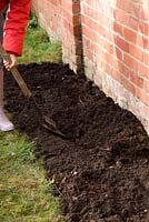 Planting a bareroot raspberry cane fruit bush - preparing soil bed by digging with spade
