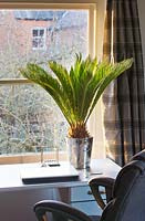 Cycas revoluta in champagne bucket container in home office 