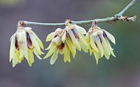 Chimonanthus Praecox wintersweet. - Pale yellow flowers 