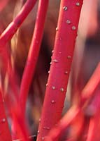 Cornus Sericea 'Coral red' 