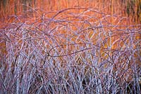 Rubus Biflorus with Salix Alba var Vitellina 'Yelverton' white stems in winter 