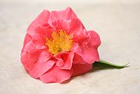 Camellia 'Guiglio Nuccio' 