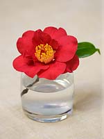 Camellia 'Dr Burnside' in a glass 