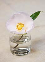 Camellia japonica 'Mrs D W Davis'  